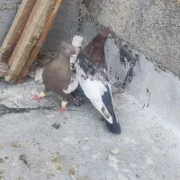 کفتر|پرنده|مرودشت, بیست متری بیمارستان|دیوار