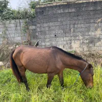 اسب مادیان آبستن|اسب و تجهیزات اسبسواری|رشت, سلیمانداراب|دیوار