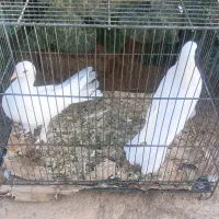 دو عدد کبوتر سفید(یکی دم طوسی روشن)جفت سالم و زیبا