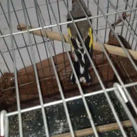 سهره کرمونی بخون3میلیون|پرنده|پاکدشت, حصار امیر|دیوار