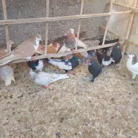 کفتر رنگی|پرنده|مشهد, کشف|دیوار