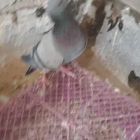 کفتر پرشی|پرنده|قم, حکمت شمالی|دیوار