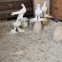 کبوتر|پرنده|تبریز, |دیوار