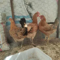 مرغ عربی