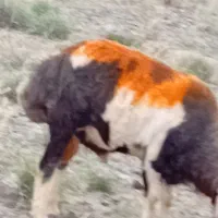 فروش فوق اصل برای باروری گوسفندان