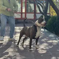 پیتبول استافورد ( وارداتی )|سگ|تهران, جردن|دیوار