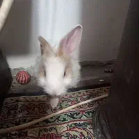 خرگوش لپ|موش و خرگوش|کرمان, |دیوار