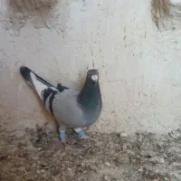 ماده قره سبز پلاکی