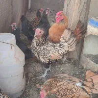 مرغ و خروس سیبرایت