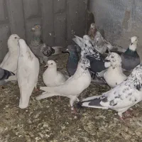 نزدیک ۴۰ تا کفتر پرشی یه جا ۸ تومن تخفیفم میدم|پرنده|نظرآباد, حسن آباد سالم|دیوار