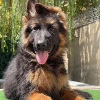 فروش توله ژرمن