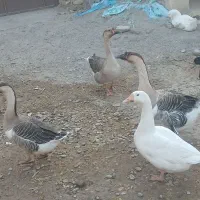 غوغاز تخم گذار|حیوانات مزرعه|زهک, |دیوار