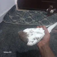 کفتر|پرنده|صدرا-فارس, فاز ۱|دیوار