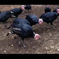 تعدادی بقلمون نر برای فروش دارم