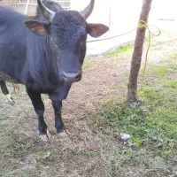 ورزاچالوسی|حیوانات مزرعه|سنگر, |دیوار