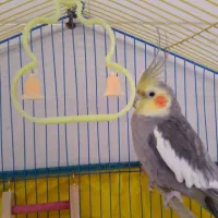 عروس هلندی و یک جفت مرغ عشق|پرنده|چمران, |دیوار