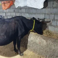 گاو جوان آبستن