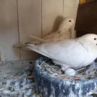 کفتر بلند پرش|پرنده|قرچک, پویینک|دیوار