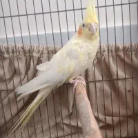 عروس هلندی نر و ماده