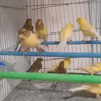 خریدار و فروشنده قناری فنچ مرغ عشق عروس هلندی و...