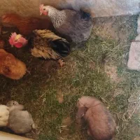 بوقلمون5ماه|حیوانات مزرعه|خواف, |دیوار