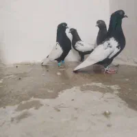 کبوتر سینه آبی جفتی|پرنده|شیراز, شهرک سراج‎|دیوار