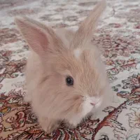 خرگوش مینی لوپ|موش و خرگوش|تهران, جوادیه تهرانپارس|دیوار