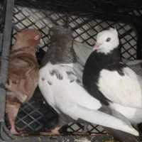 کبوتر|پرنده|دوگنبدان, |دیوار