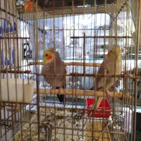 عروس هلندی|پرنده|کرج, عظیمیه|دیوار