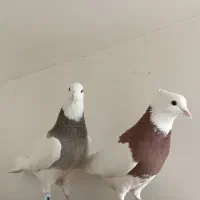 کبوتر طوقی|پرنده|هشتگرد, مدرس|دیوار