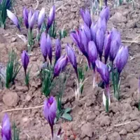 کارگر برای زعفران