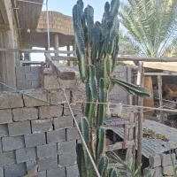 کاکتوس بزرگ