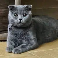گربه اسکاتیش