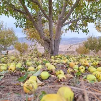 خرید سیب کنسانتره در باغ