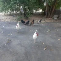 معاوضه خروس با مرغ