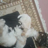 توله سگ پاکوتاه|سگ|زنجان, |دیوار