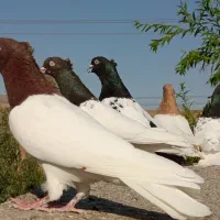 کبوتر رنگه هوایی