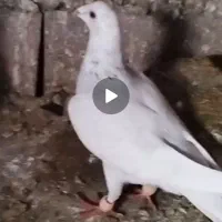 پرشی بازی کن ببر