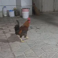 فروش خروس