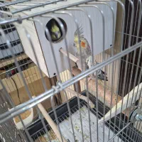 عروس هلندی جفت مولد ضمانتی|پرنده|آشتیان, |دیوار