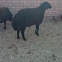 قوچ قزل افشاری
