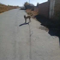 واگذاری سگ|سگ|قره چای, |دیوار