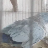 سرلاکی برزیلی پاربلو و یووینگ گلد و راهب|پرنده|سوسنگرد, |دیوار