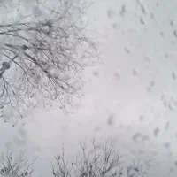 باغ-یاغگ-باغچه