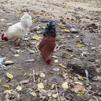 خروس کردی محلی|حیوانات مزرعه|جوانرود, |دیوار