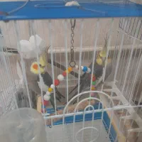 عروس هلندی|پرنده|آستارا, |دیوار