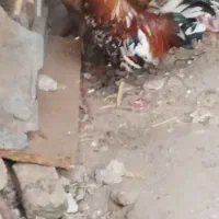 خروس گلین