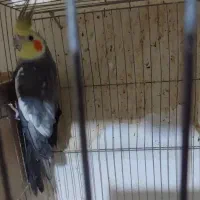 عروس هلندی|پرنده|گرگان, |دیوار