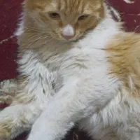 گربه|گربه|سمیرم, |دیوار