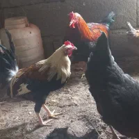 مرغ|حیوانات مزرعه|پاوه, |دیوار